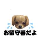 ま-る Chihuahua × Cavalier（個別スタンプ：3）