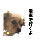 ま-る Chihuahua × Cavalier（個別スタンプ：4）