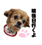 ま-る Chihuahua × Cavalier（個別スタンプ：5）