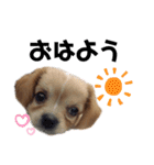 ま-る Chihuahua × Cavalier（個別スタンプ：6）