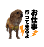 ま-る Chihuahua × Cavalier（個別スタンプ：7）