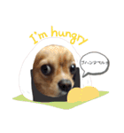 ま-る Chihuahua × Cavalier（個別スタンプ：8）