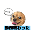ま-る Chihuahua × Cavalier（個別スタンプ：9）