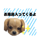 ま-る Chihuahua × Cavalier（個別スタンプ：11）