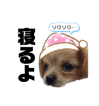 ま-る Chihuahua × Cavalier（個別スタンプ：12）