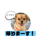 ま-る Chihuahua × Cavalier（個別スタンプ：13）