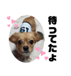 ま-る Chihuahua × Cavalier（個別スタンプ：14）