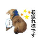 ま-る Chihuahua × Cavalier（個別スタンプ：15）