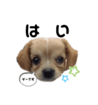 ま-る Chihuahua × Cavalier（個別スタンプ：16）