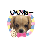ま-る Chihuahua × Cavalier（個別スタンプ：17）