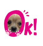 ま-る Chihuahua × Cavalier（個別スタンプ：18）