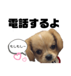 ま-る Chihuahua × Cavalier（個別スタンプ：20）