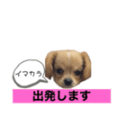 ま-る Chihuahua × Cavalier（個別スタンプ：21）