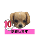 ま-る Chihuahua × Cavalier（個別スタンプ：22）