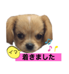ま-る Chihuahua × Cavalier（個別スタンプ：23）