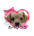 ま-る Chihuahua × Cavalier（個別スタンプ：24）