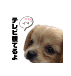 ま-る Chihuahua × Cavalier（個別スタンプ：25）