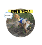 ま-る Chihuahua × Cavalier（個別スタンプ：26）