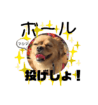 ま-る Chihuahua × Cavalier（個別スタンプ：27）