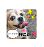 ま-る Chihuahua × Cavalier（個別スタンプ：28）