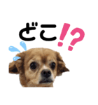 ま-る Chihuahua × Cavalier（個別スタンプ：29）