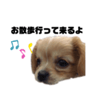 ま-る Chihuahua × Cavalier（個別スタンプ：30）