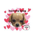 ま-る Chihuahua × Cavalier（個別スタンプ：31）