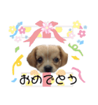 ま-る Chihuahua × Cavalier（個別スタンプ：32）
