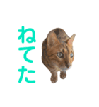 親愛なるひろむ（個別スタンプ：3）