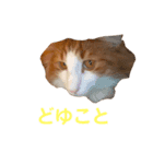 親愛なるひろむ（個別スタンプ：8）