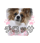 我が家のチロたん2（個別スタンプ：8）