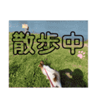 我が家のチロたん2（個別スタンプ：34）