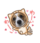 我が家のチロたん2（個別スタンプ：36）