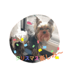 ヨーキー ラフラの日常【冬】（個別スタンプ：6）
