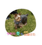 ヨーキー ラフラの日常【冬】（個別スタンプ：8）