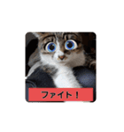 たまスタイル（個別スタンプ：9）