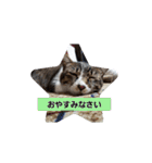 たまスタイル（個別スタンプ：12）
