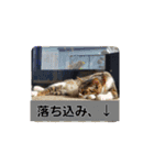 たまスタイル（個別スタンプ：14）
