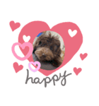 Australian Labradoodle Lutzの日常5（個別スタンプ：1）