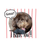 Australian Labradoodle Lutzの日常5（個別スタンプ：2）