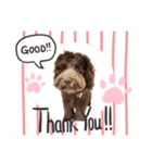 Australian Labradoodle Lutzの日常5（個別スタンプ：4）