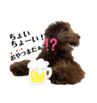 Australian Labradoodle Lutzの日常5（個別スタンプ：5）