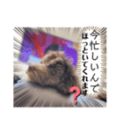 Australian Labradoodle Lutzの日常5（個別スタンプ：6）