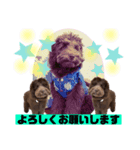 Australian Labradoodle Lutzの日常5（個別スタンプ：7）