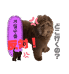Australian Labradoodle Lutzの日常5（個別スタンプ：8）