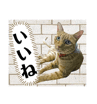 ジャビとココとLINE仲間のペットたちpart2（個別スタンプ：4）