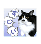 ジャビとココとLINE仲間のペットたちpart2（個別スタンプ：6）