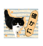 ジャビとココとLINE仲間のペットたちpart2（個別スタンプ：9）