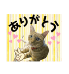 ジャビとココとLINE仲間のペットたちpart2（個別スタンプ：13）