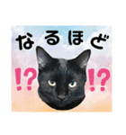 ジャビとココとLINE仲間のペットたちpart2（個別スタンプ：14）